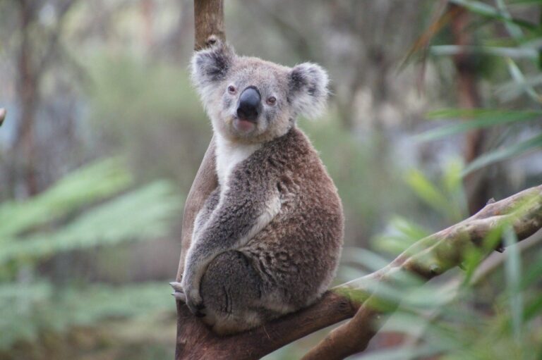 sweet-animal-wildlife-zoo-mammal-rest-1001533-pxhere.com