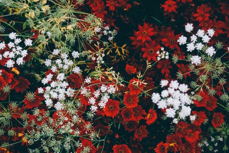 blossom-plant-leaf-flower-red-herb-16688-pxhere.com